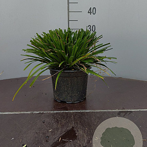 Carex morrowii GM 2,0L