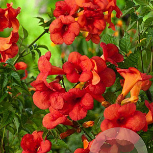 Campsis t. 'Mme Galen' 80-100 cm 2,0L