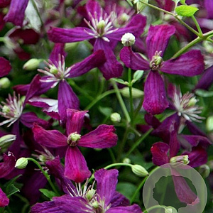 Clematis 'Sweet Summer Love' GM 2,0L
