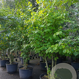 Corylus colurna 250-300 cm container meerstammig