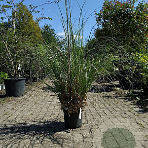 Cortaderia selloana 175-200 cm 10L
