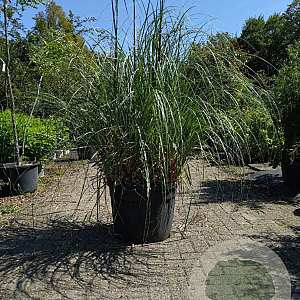Cortaderia selloana 200-225 cm 50L