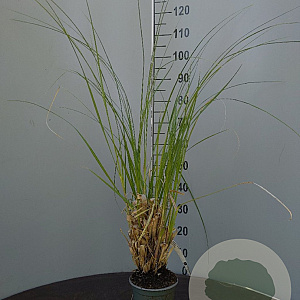 Cortaderia s. 'Pumila' 100-125 cm 10L