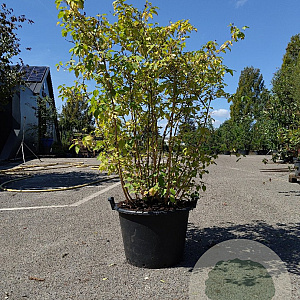 Cornus sang. 'Winter Beauty' 125-150 cm 40L