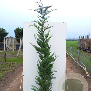 Cupressocyparis leylandii 175-200 cm 7,5L Gestokt