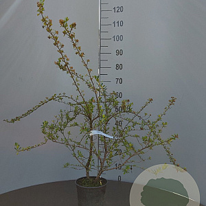Escallonia 'Donard Seedling' 40-60 cm 2,0L