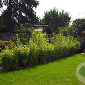 Fargesia mur. 'Jumbo' 125-150 cm cortenstaal bloembak