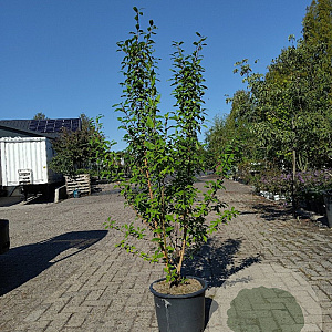 Forsythia int. 'Spectabilis' 125-150 cm 20L