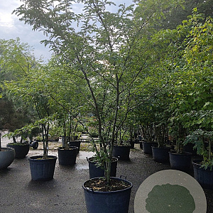 Gleditsia triac. 'Sunburst' 300-350 cm cont. 110L