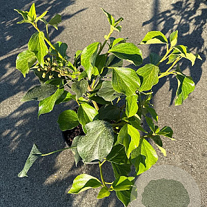 Hedera colchica 'Fall Favourite' 30-40 cm 3,0L