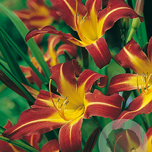 Hemerocallis 'Sammy Russell' GM P9