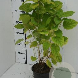 Hydrangea a. 'Annabelle' 30-40 cm 2,0L