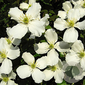 Clematis montana 80 cm rozenpot 2L