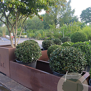 Ilex meserv. 'Blue Angel' 60 cm cont. 65L bol