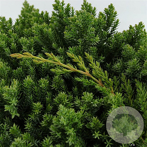 Juniperus procumbens 'Nana' 30-40 cm 5,0L