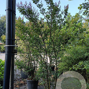 Lagerstroemia 'Natchez' 250-300 cm container meerstammig