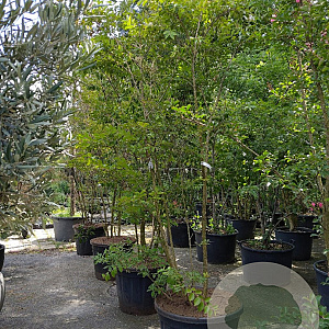 Lagerstroemia 'Natchez' 250-300 cm container meerstammig