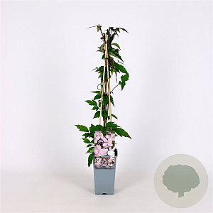 Clematis mont. rubens 70 cm 2,0L