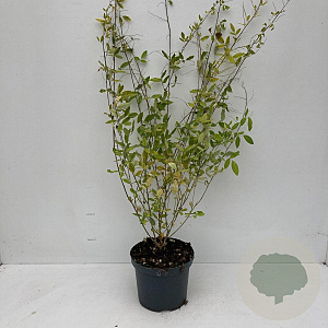 Lespedeza thunbergii 35-45 cm 3,5L