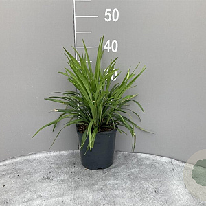 Liriope muscari 'Moneymaker' GM 2,0L