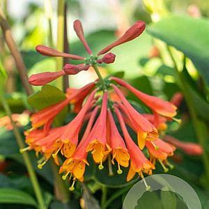 Lonicera brownii 'Dropmore Scarlet' 80-100 cm 2,0L