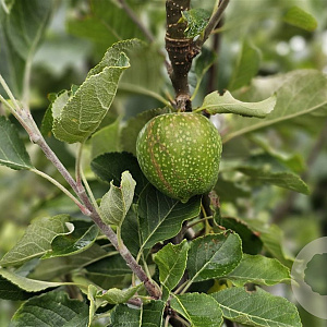 Malus domestica 'Granny Smith' halfstam container