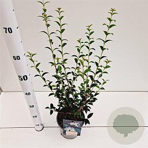 Osmanthus burkwoodii 40-50 cm 2,5L