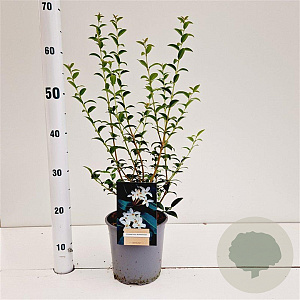 Osmanthus burkwoodii 40-50 cm 2,5L