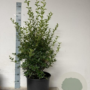 Osmanthus burkwoodii 80-100 cm 15L