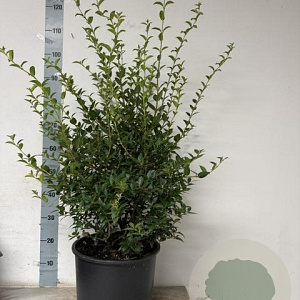 Osmanthus burkwoodii 80-100 cm 15L