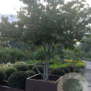 Parrotia persica 'Bella' 200-250 cm cortenstaal bloembak meerstammig