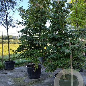 Parrotia persica 'Vanessa' 16-18 HO container geveerd