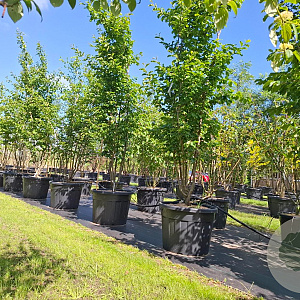 Parrotia persica 'Vanessa' 300-350 cm cont. 180L meerstammig