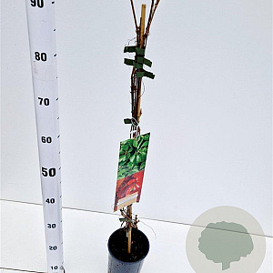 Parthenocissus quinq.engelmannii 70-80 cm 2,5L