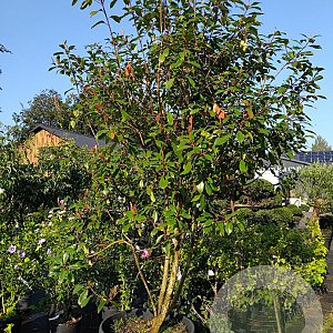Photinia fraseri 'Red Robin' 250-300 cm container meerstammig