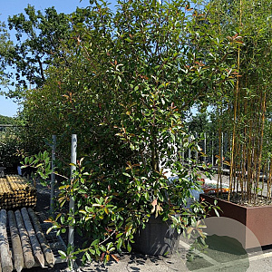 Photinia fraseri 'Red Robin' 300-350 cm container