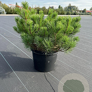 Pinus mugo mugo 40-50 cm 10L