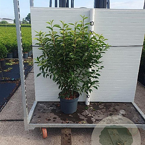 Prunus l. 'Angustifolia' 80-100 cm 7,5L