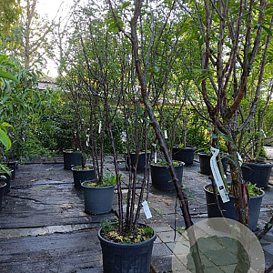 Prunus serrula 250-300 cm container meerstammig