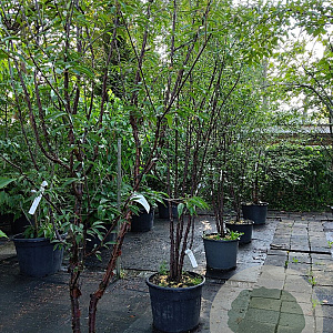 Prunus serrula 250-300 cm container meerstammig