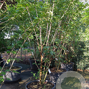 Prunus ser. 'Kanzan' 300-350 cm container meerstammig