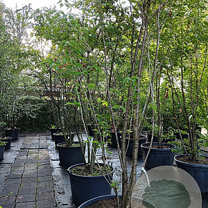 Prunus ser. 'Sunset Boulevard' 300-350 cm container meerstammig