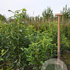 Prunus l. Genolia 80-100 cm met kluit