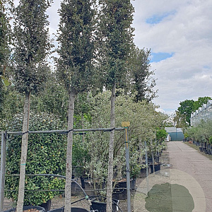 Quercus ilex 20-25 HO container