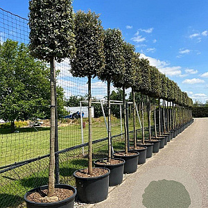 Quercus ilex 20-25 HO container