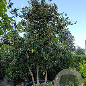 Quercus ilex 300-400 cm container meerstammig