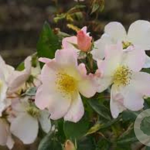 Rosa (H) 'Sally Holmes' GM rozenpot 4L