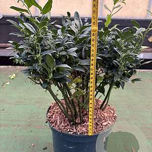 Sarcococca confusa 25-30 cm 5,0L