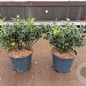 Sarcococca confusa 25-30 cm 5,0L