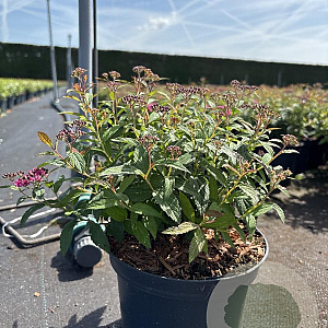 Spiraea jap. 'Anthony Waterer' 20-25 cm 2,0L